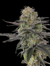 Gorilla Glue #4 x Bubba